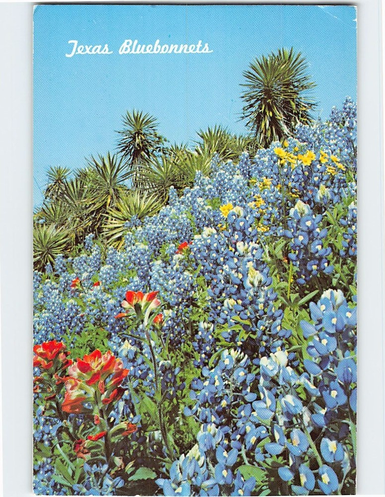 Postcard Texas Bluebonnets, Indian Paintbrush & Yucca