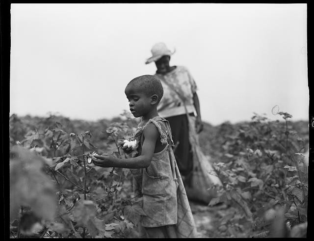 African American child,woman,labor,employment,work,picking cotton,South,1951