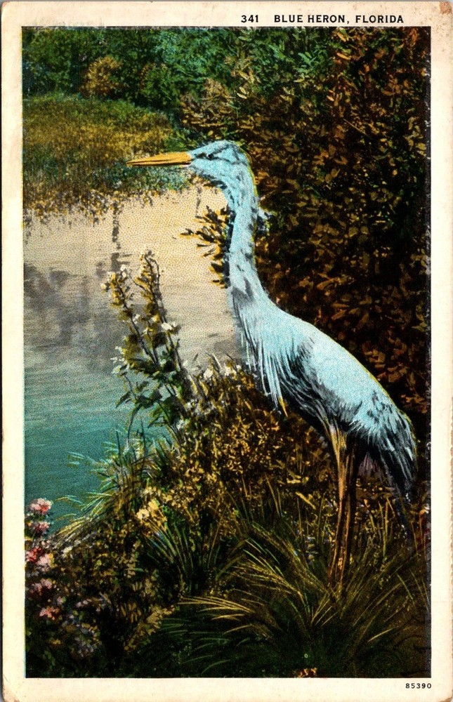 Dr Jim Stamps Postcard Blue Heron Florida Bird Close Up Unposted