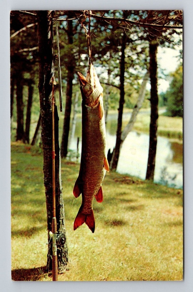 Park Rapids MN-Minnesota, Sunset Lodge, Antique, Vintage c1963 Souvenir Postcard