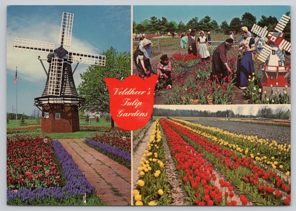 Holland Michigan, Veldheer's Tulip Gardens, Vintage Postcard