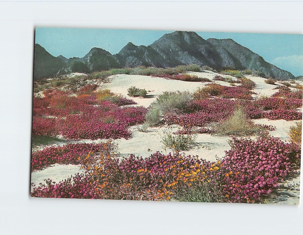 Postcard Springtime on the Desert Desert Verbenas in Bloom Scene