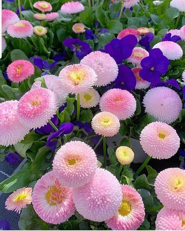 Pretty Daisy flower seeds for Your Garden All Season Seeds Pack of 80-100 Seeds