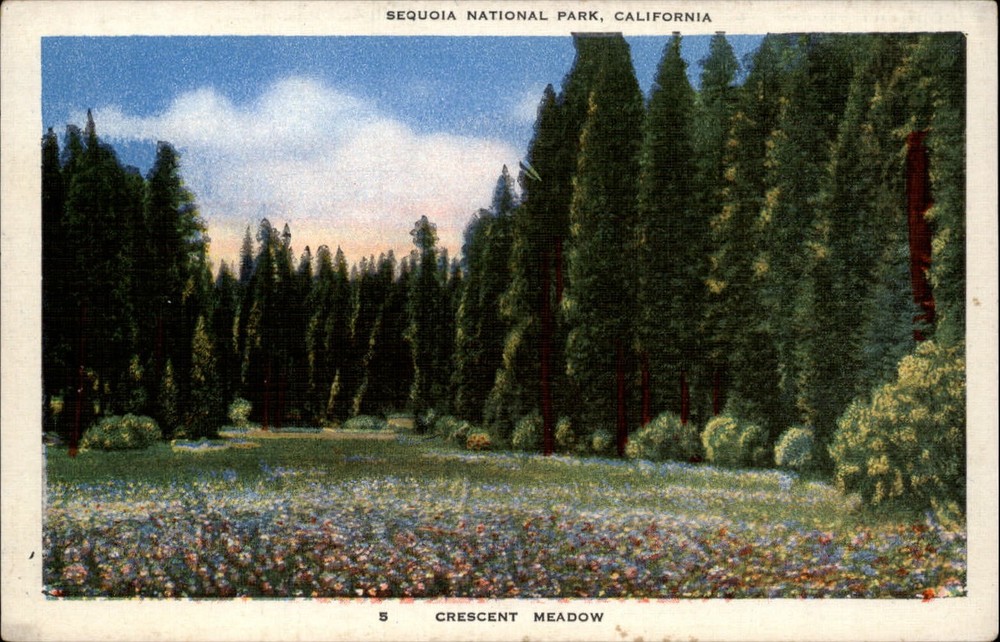 Sequoia National Park California Crescent Meadow flowers ~ 1940s linen postcard