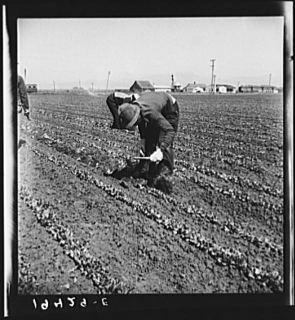 Salinas Valley California 1939 Filipino Workers Thinning Lettuce Dorothea Lange