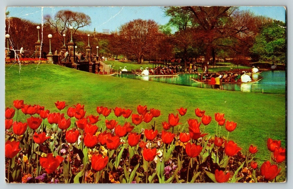 Postcard MA -Swan Boat Boston Public Gardens Bridge Boston, MA