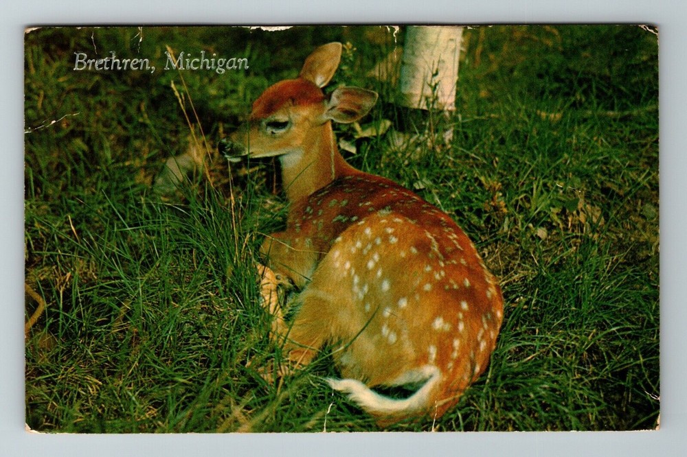 Brethren MI-Michigan, Scenic View Deer In Woods, Vintage Postcard