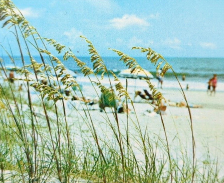 Sea Oats in Myrtle Beach & North Myrtle Beach South Carolina VTG Chrome Postcard
