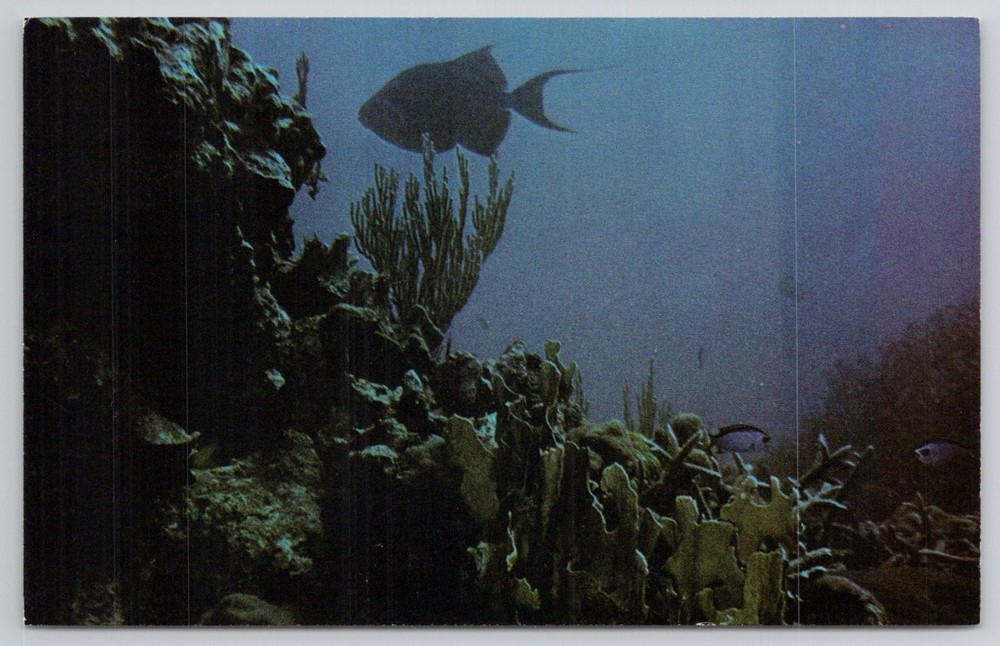 Queen Triggerfish Guantanamo Bay Cuba Underwater Marine Life Postcard