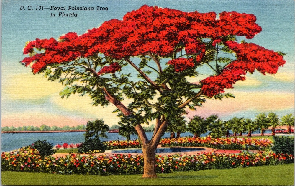 Royal Poinciana Tree in Florida Vintage Teich Linen Postcard