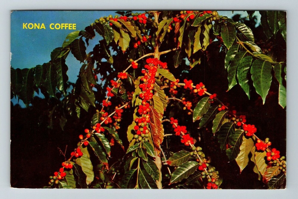 Kona HI-Hawaii Kona Coffee Berries Scenic Exterior Plant Vintage Postcard