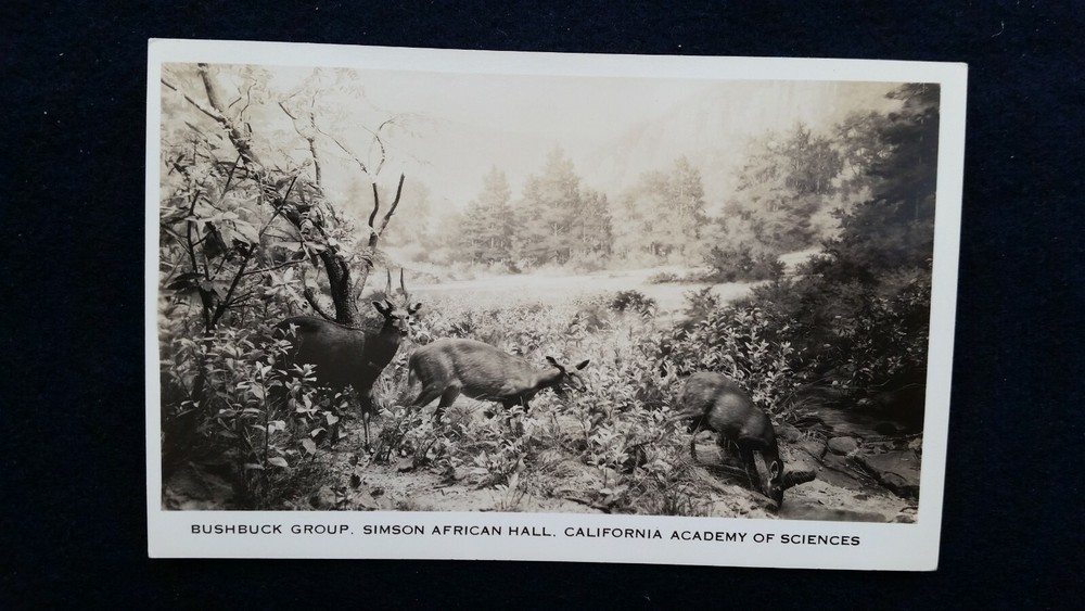 California Academy of Sciences Simson African Hall Bushbuck Group SF Calif c1920-image