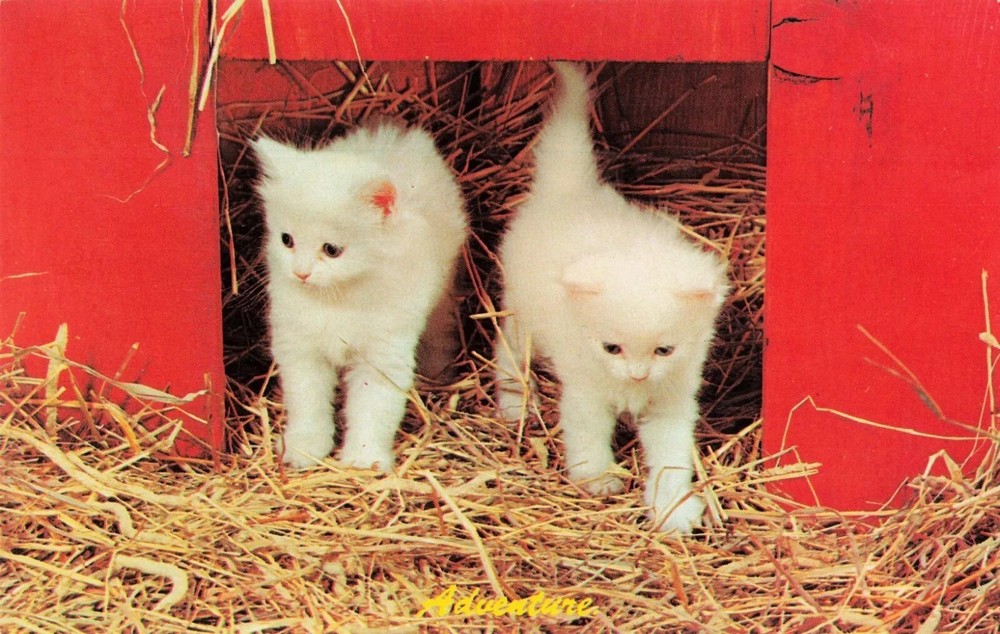 Two Cute White Kittens - Cats - Postcard