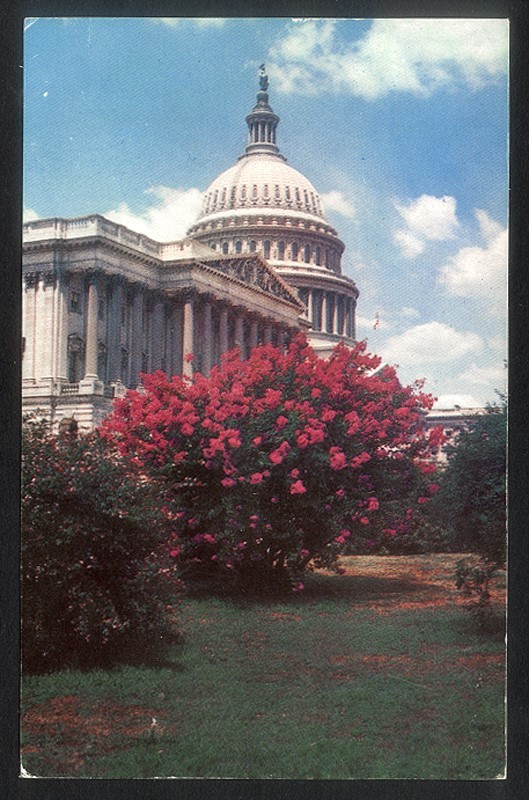 Vintage HOUSE and SENATE Postcard UNITED STATES CAPITOL - Washington, D.C.