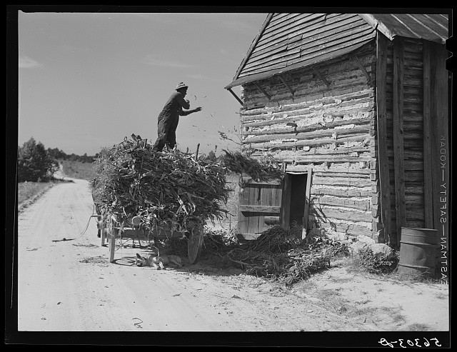 Photo:Corbett Ridge Caswell County NC 1940 Corn Stalks in Tobacco Barn