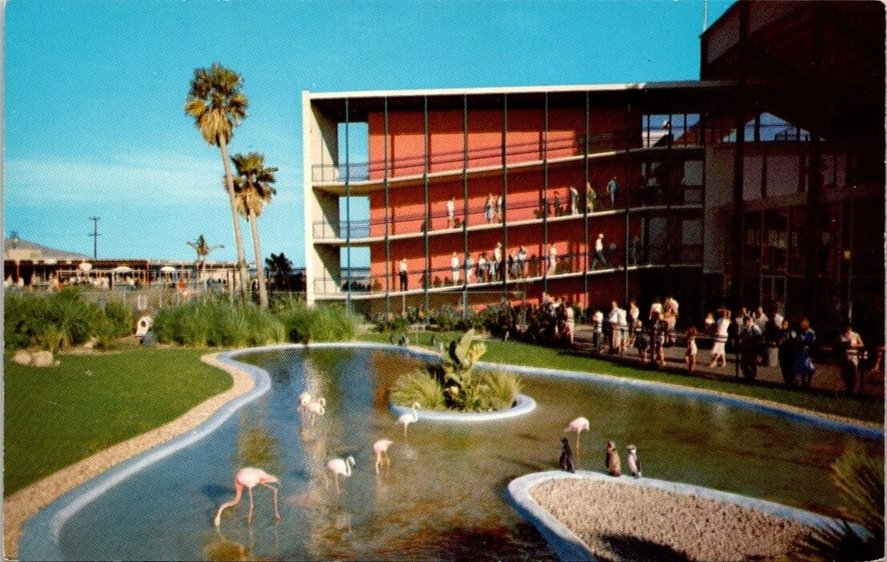 1958 Flamingo Penguin Pool Marineland of Pacific California Vintage Postcard