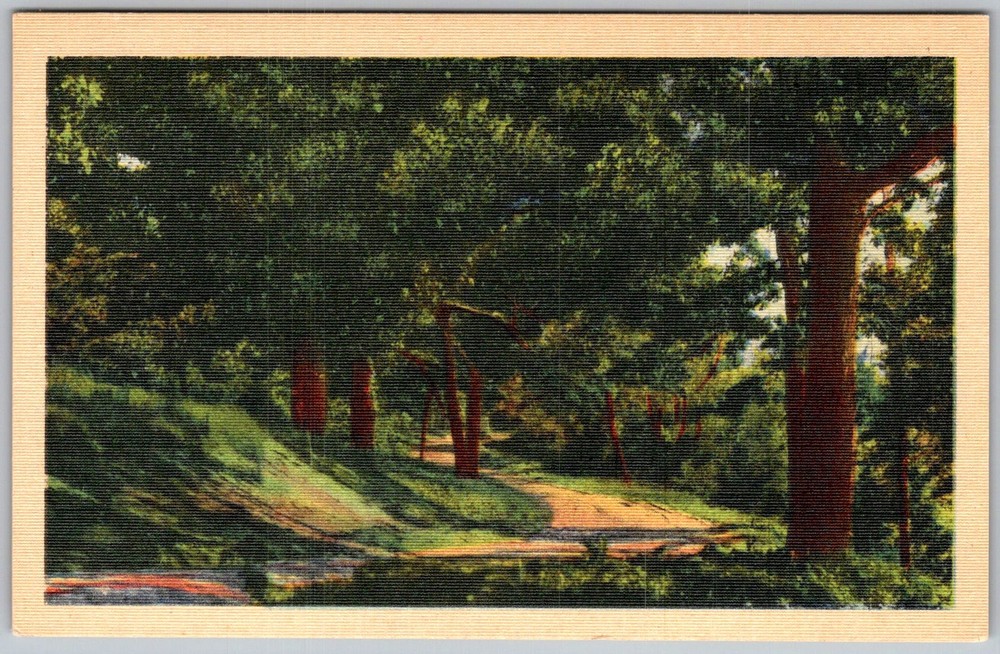 Vtg Linen Postcard Wooded Park Road Scene Asheville, NC 1930s
