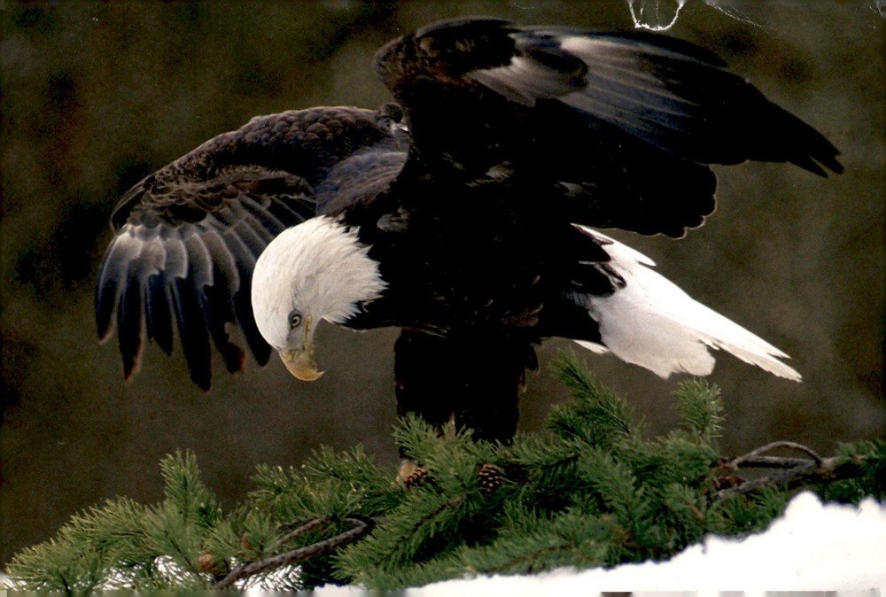 National Audubon Society, Bald Eagle Conservation Efforts Postcard