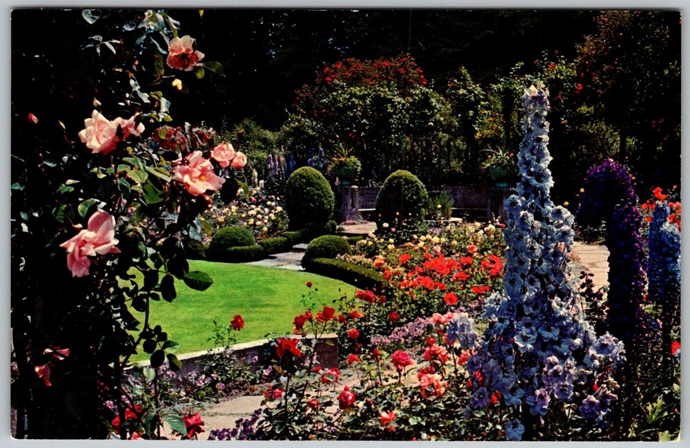 Vtg Postcard Butchart Gardens Delphinium Victoria, Bc, CA 1950s