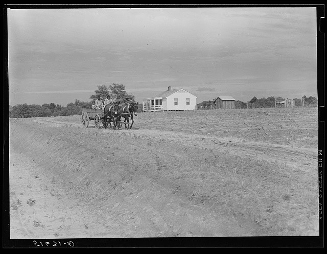 Photo:Flint River Farms Georgia Ben Turner Family Wagon Mules 1939