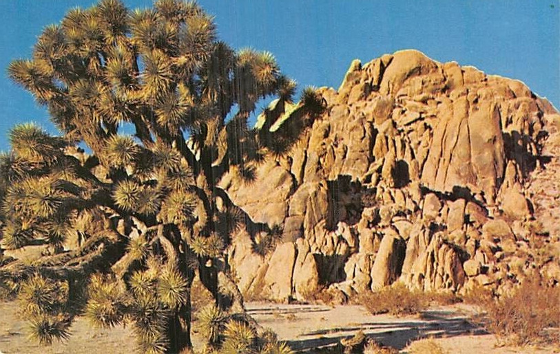 Postcard CA: Joshua Trees, Southern California, Vintage