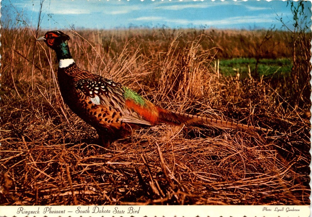 Lynell Gunderson, South Dakota, 8 million pheasants, hunters, highways Postcard