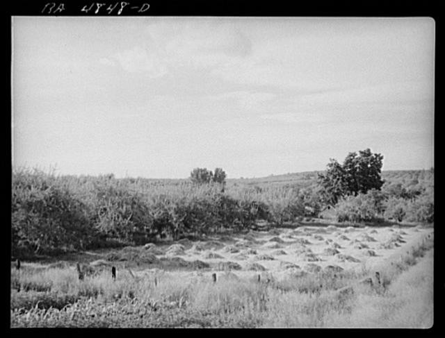 Photo:Yakima Valley farm. Washington