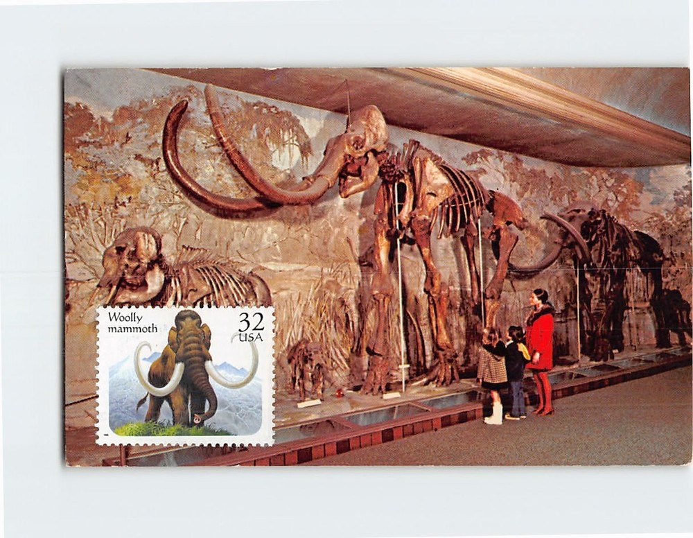 Postcard Skeleton of Archidiskodon University of Nebraska State Museum Lincoln