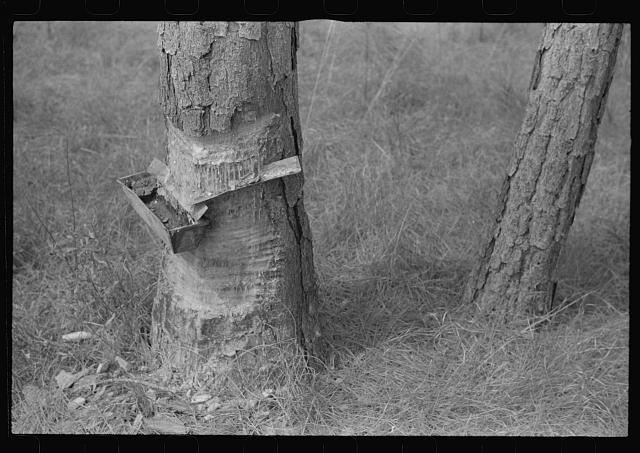 Photo:Pembroke Georgia 1941 Turpentine Grove Hack Chipping Tree