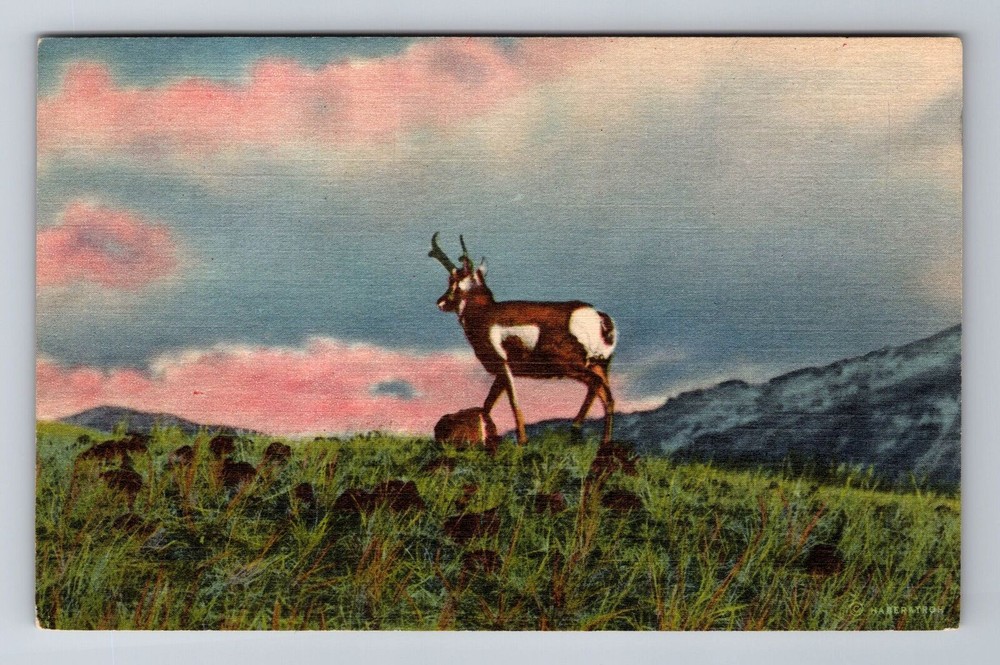Antelope Of The Plains, Antique, Vintage Souvenir Postcard