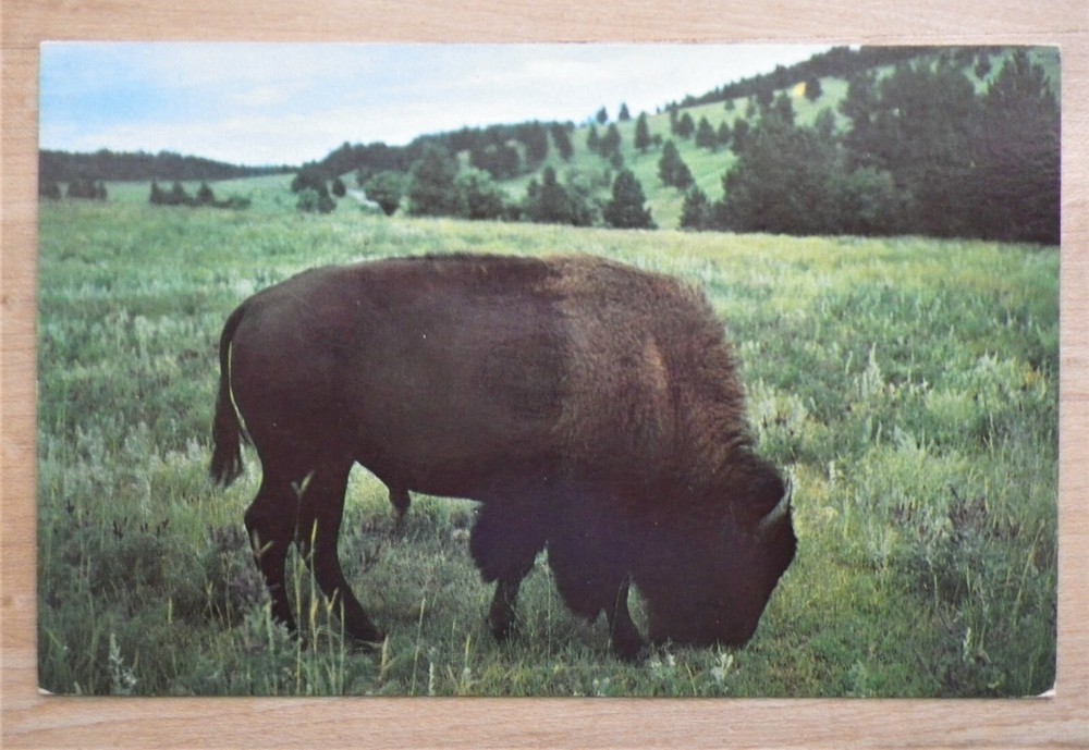 Beautiful Buffalo In Custer State Park Black Hills South Dakota Scenic Postcard