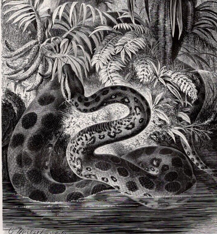 BOA CONSTRICTOR SNAKE -  Lithograph Engraving 1900 Antique Print W Video