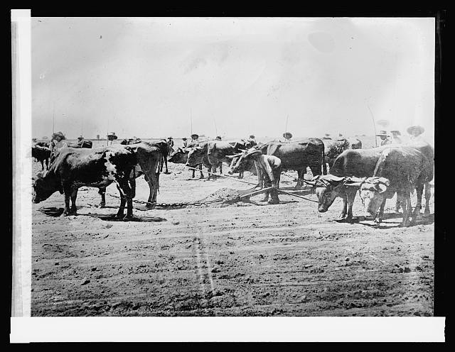 Photo:Leveling a cane field,Peru,South America,Agriculture,Farm Life,c1920