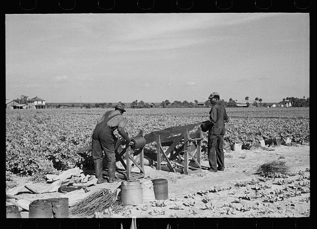 Photo:Sanford Florida Celery Field Bleaching Paper Rollers 1937