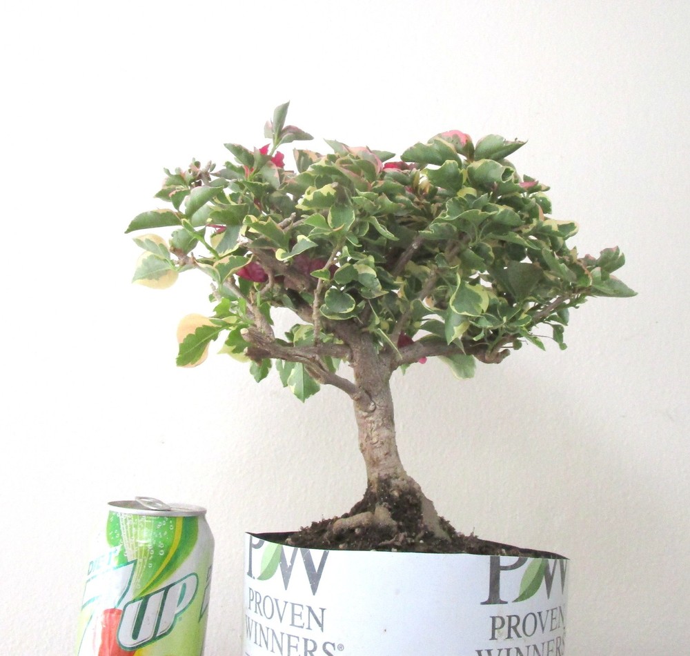 Dwarf bougainvillea for unique flowering mame shohin bonsai tree thick trunk