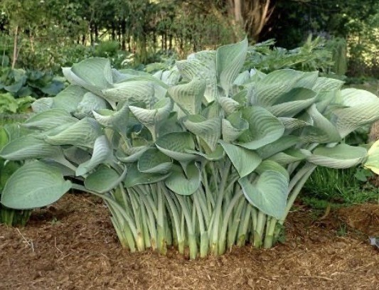 Potted Hosta ‘Tenryu’ Plant 1gal. UPRIGHT Powder Steel Blue Thick Substance