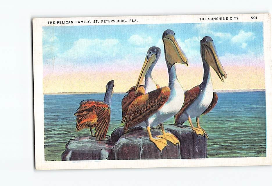 Postcard The Pelican Family The Sunshine City St. Petersburg Florida USA