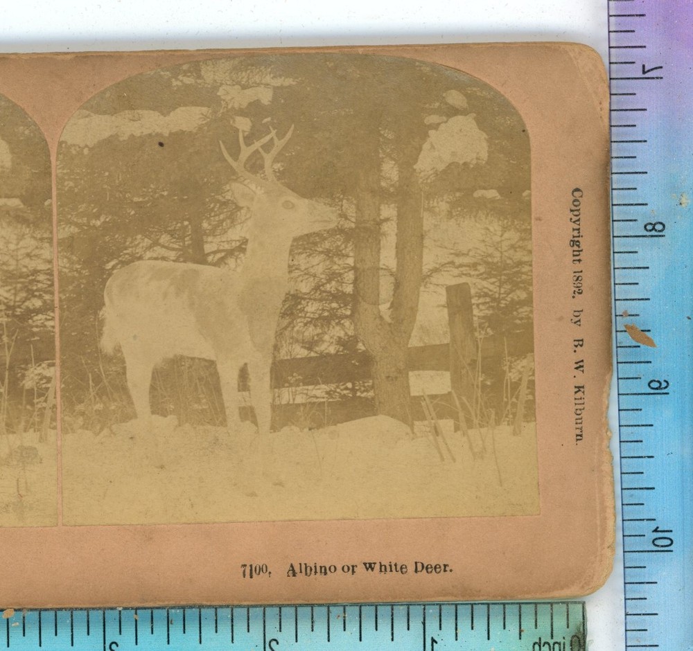 Albino or White Deer Animals Kilburn  Stereoview