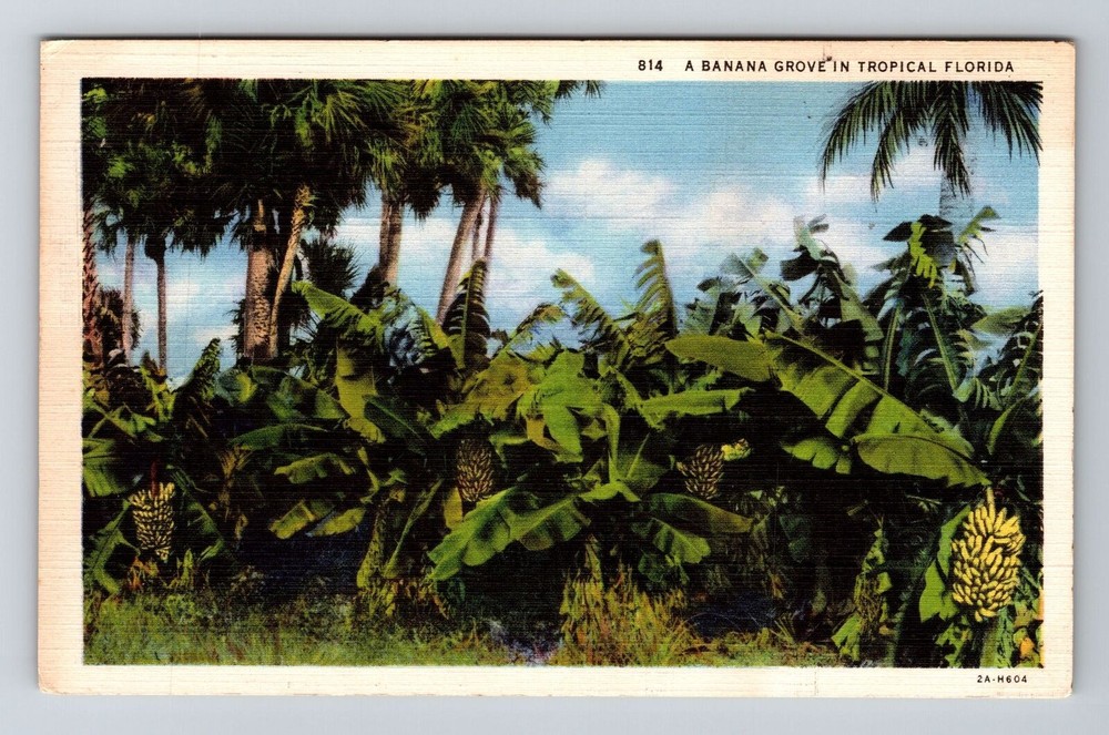 FL-Florida, A Banana Grove in Tropical Florida, Vintage Postcard