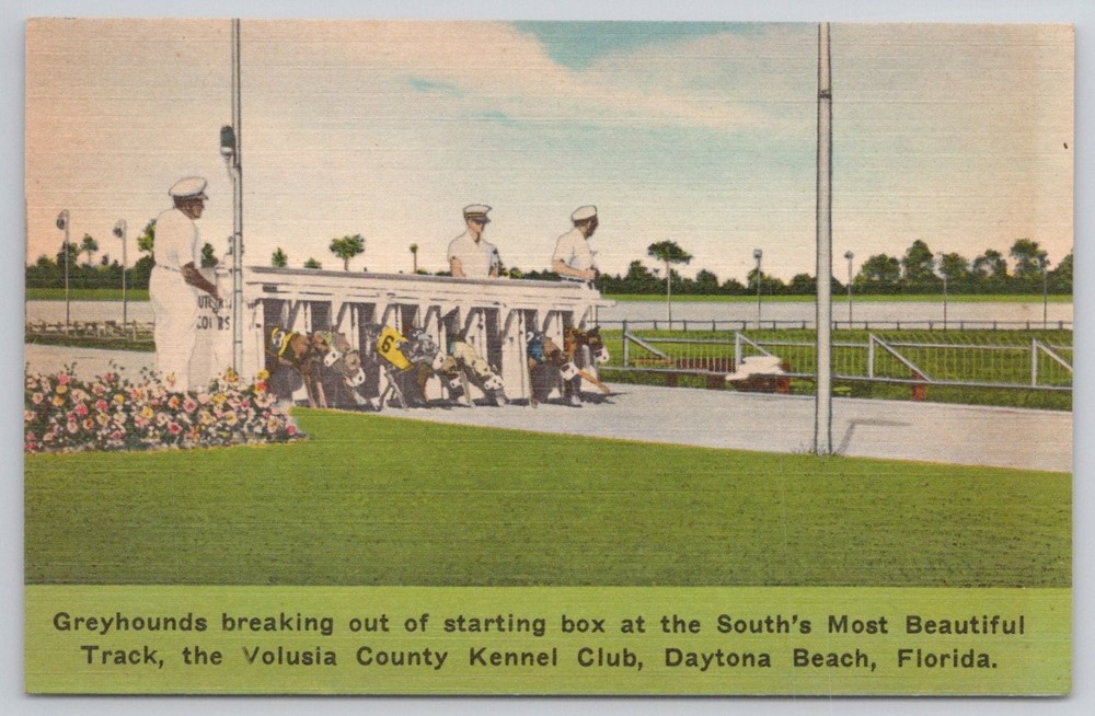 Daytona Beach FL Greyhound Racing Volusia County Kennel Club Postcard