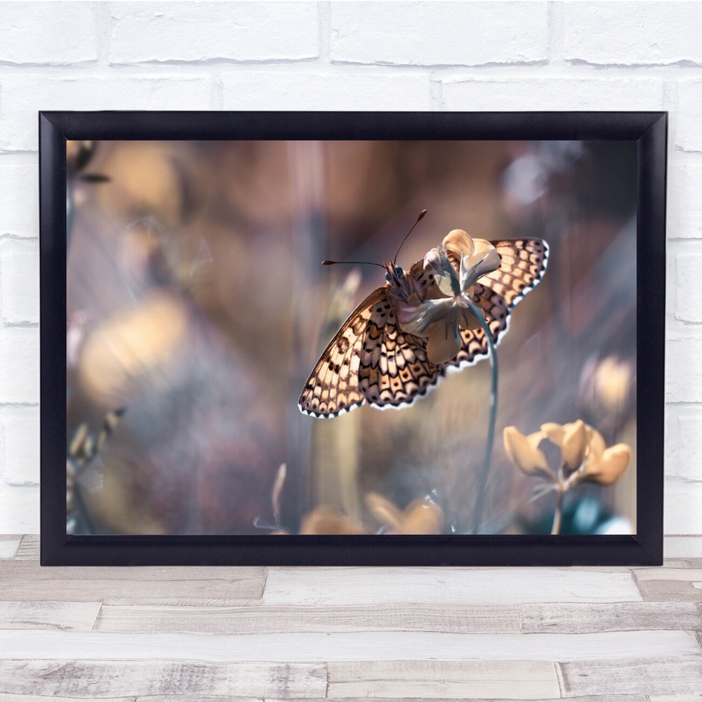 Butterfly Garden Meadow Insect Summer Bokeh Macro Flowers Wall Art Print