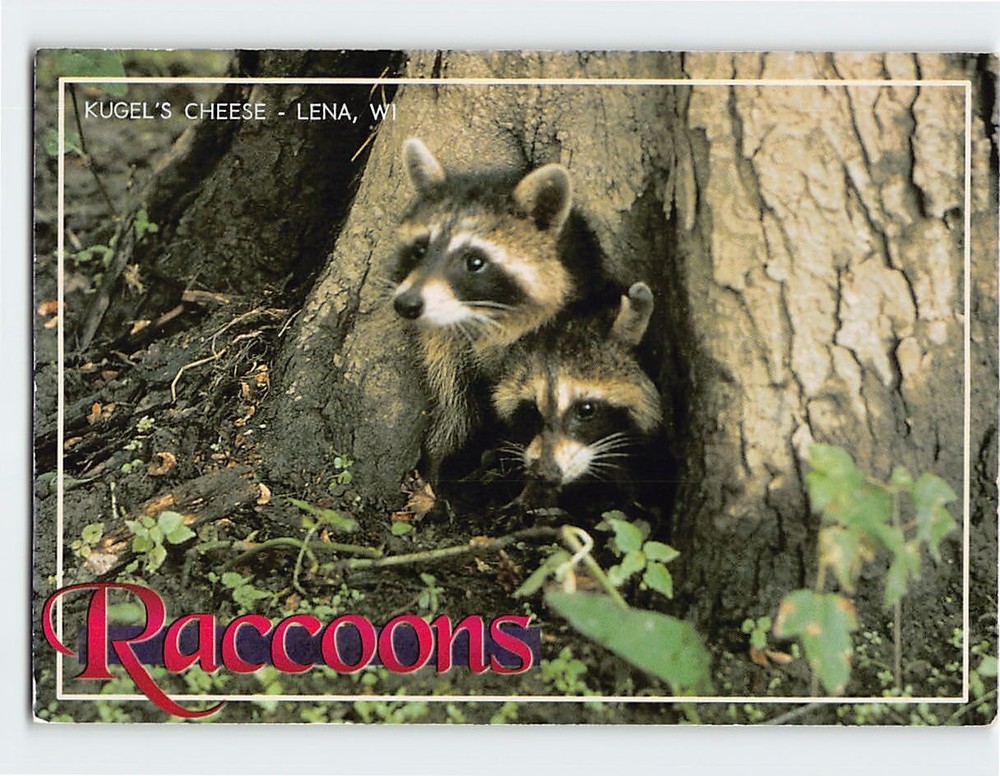Postcard Racoons Kugel's Cheese Lena Wisconsin USA
