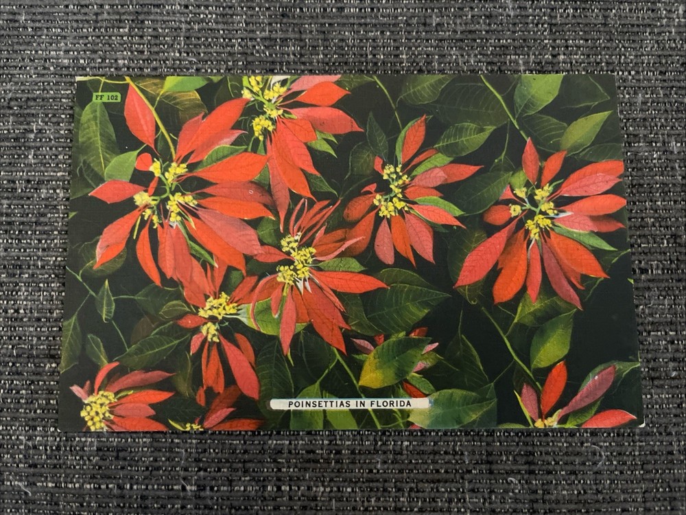 Vintage Linen Postcard Florida~  Poinsettias In Florida