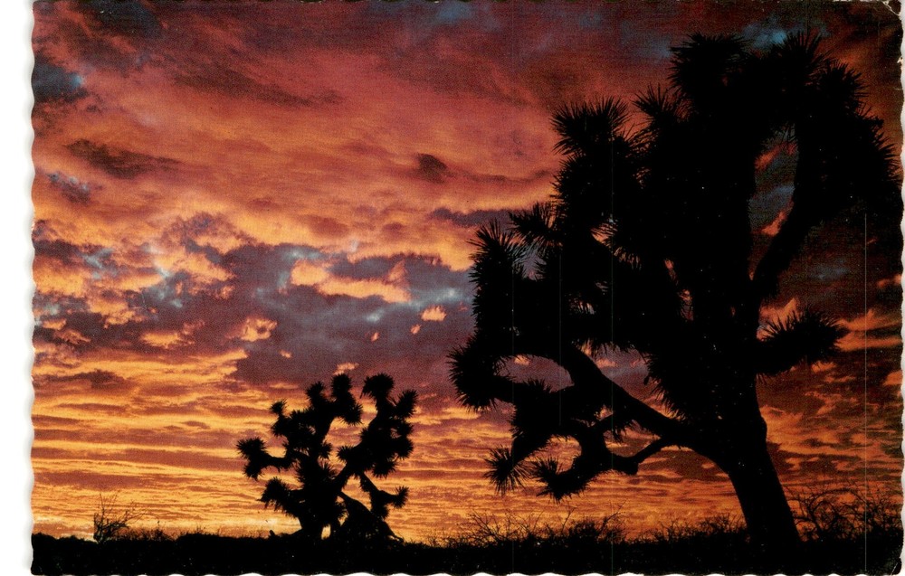 Petley Studios, Phoenix, AZ, Joshua Tree Forest, California, Nevada, Postcard