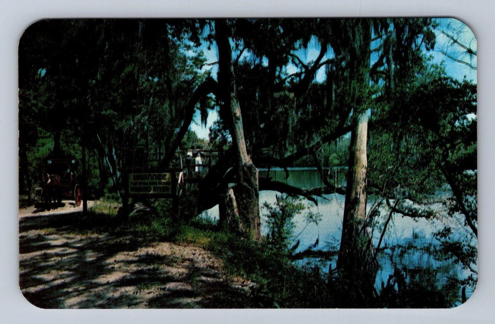 Tallahassee FL-Florida Suwannee River Jungle Drive Vintage Postcard