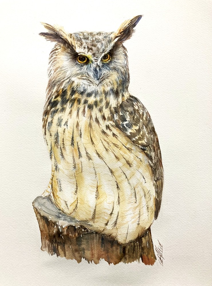 Original Great Horned Owl Watercolor Painting by Bird Artist