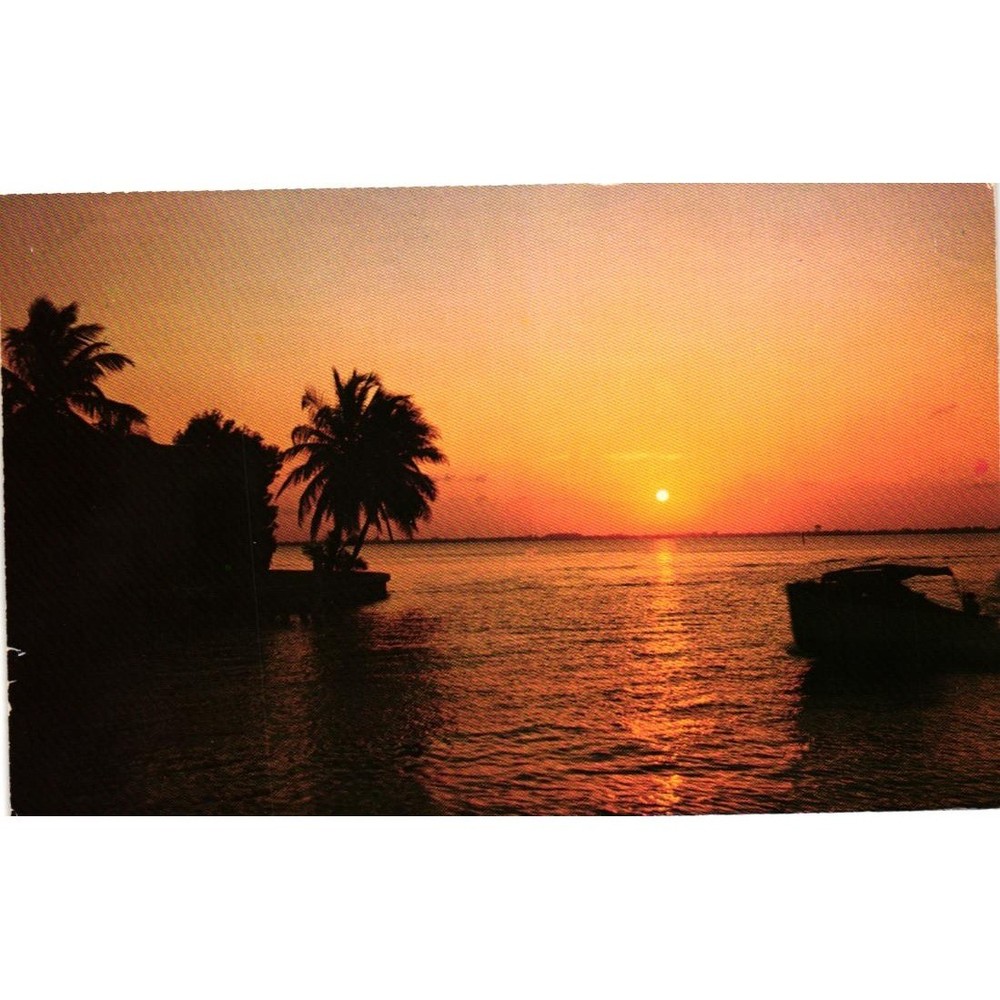 Vintage Florida Sunset Postcard Palm Trees Ocean View