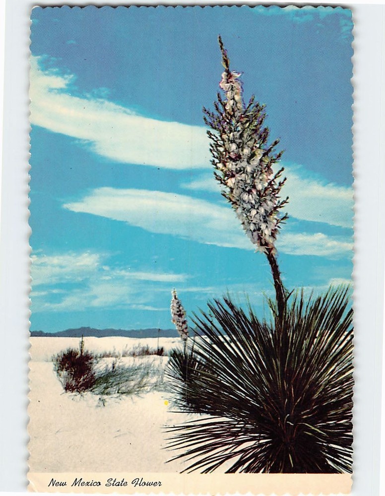 Postcard Yucca State Flower of New Mexico USA