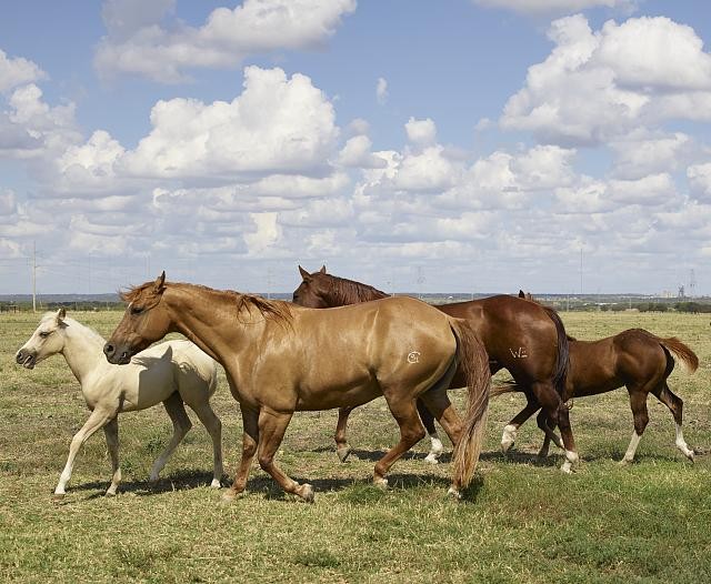 Photo:Venus Texas Cannon Quarter Horse Ranch Horses Romping 2014