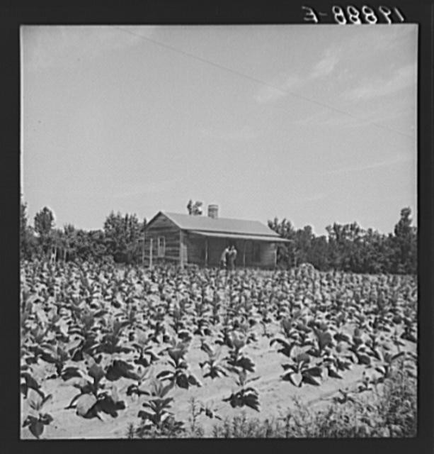 Chapel Hill,North Carolina,Farm Security Administration,Dorothea Lange,FSA,3